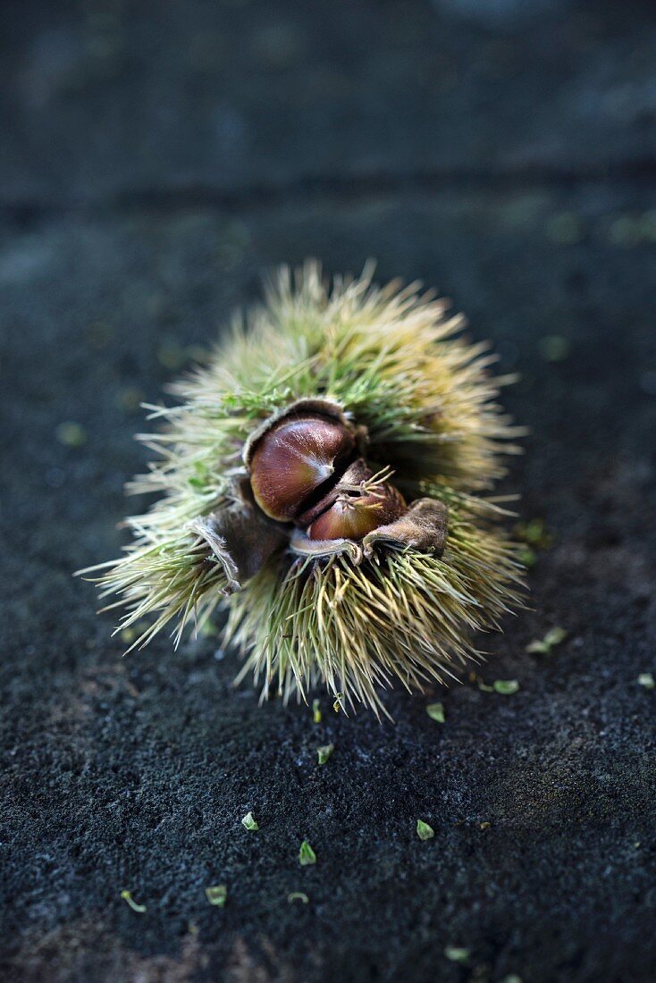 Fresh chestnuts (Castanea sativa) in the hull