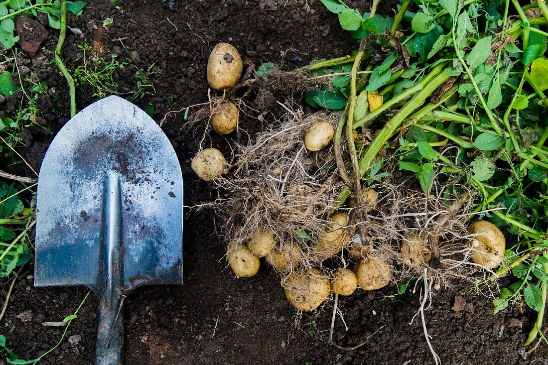 Potatoes and a shovel in the soil