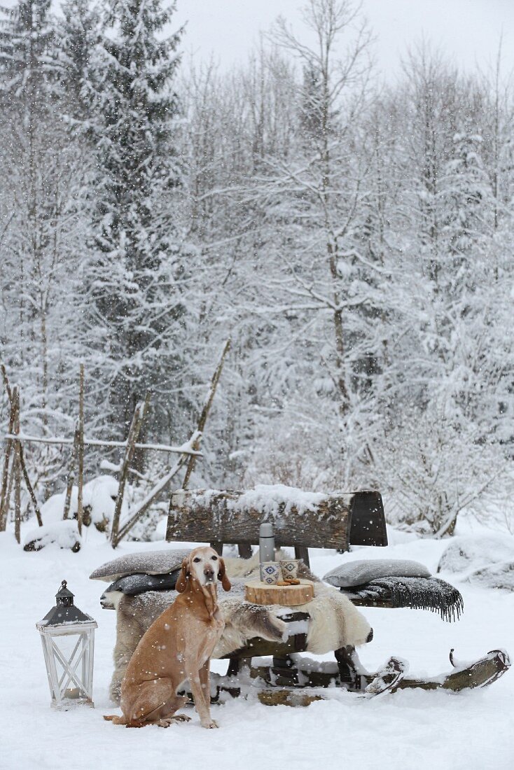 Dog sitting next to old toboggan used as bench in snowy garden