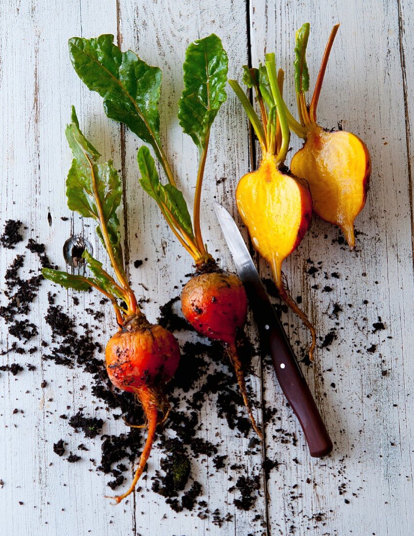 Yellow beet with soil on a wooden background