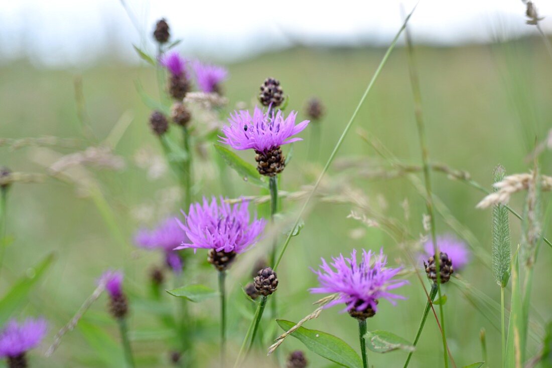 Flowering mountain cornflowers