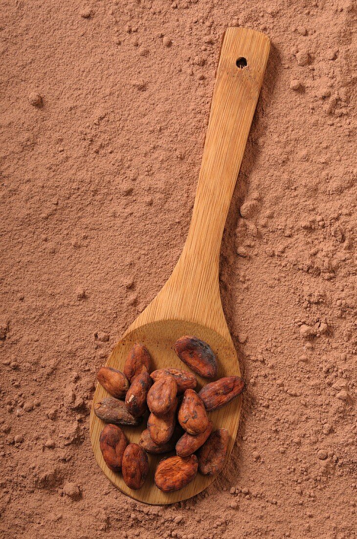 Kakaobohnen auf Holzlöffel in Kakaopulver