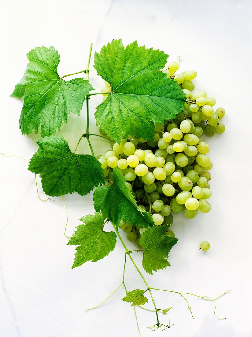 Green grapes with leaves