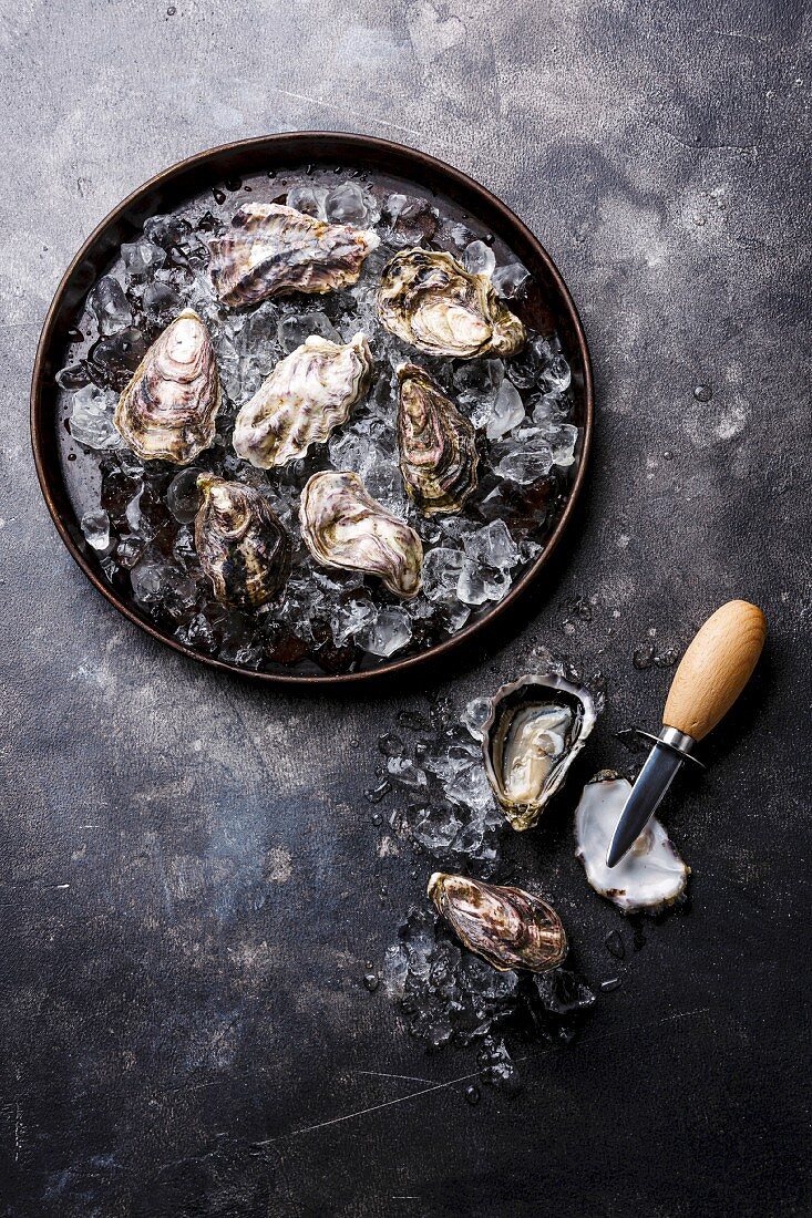 Oysters on ice in plate on dark stone texture background copy space