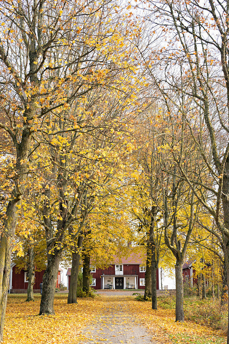Autumnal avenue leading to Swedish house
