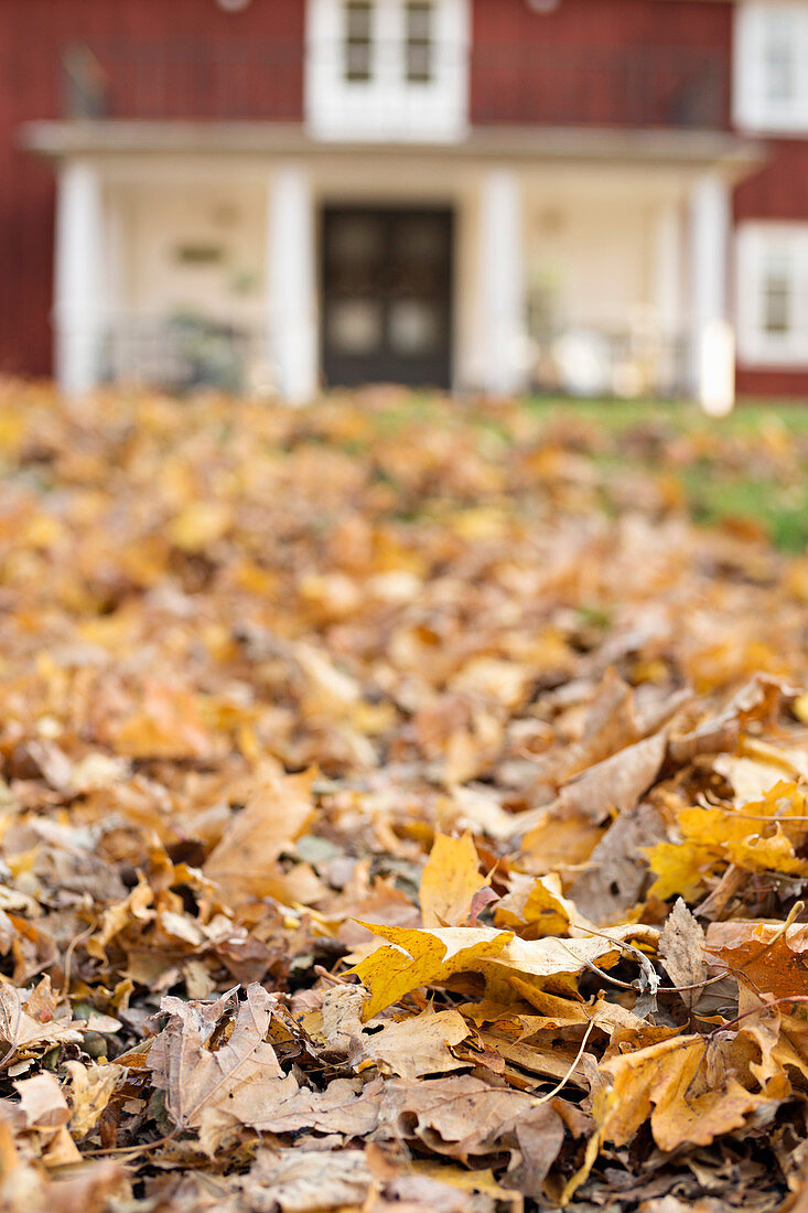 Herbstlaub vor einem Schwedenhaus