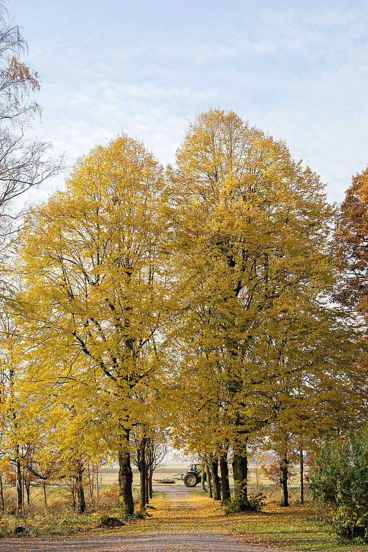 Von Bäumen gesäumter Weg im Herbst