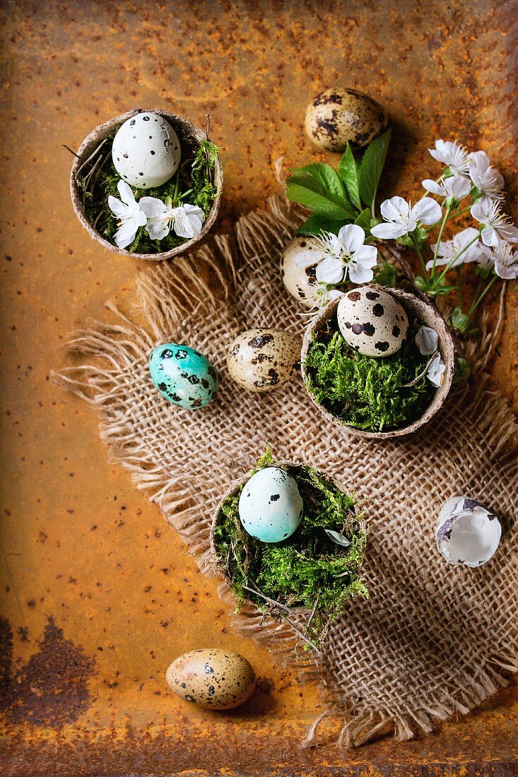 Decor colorful Easter quail eggs with spring cherry flowers and moss in small garden pots on sackcloth