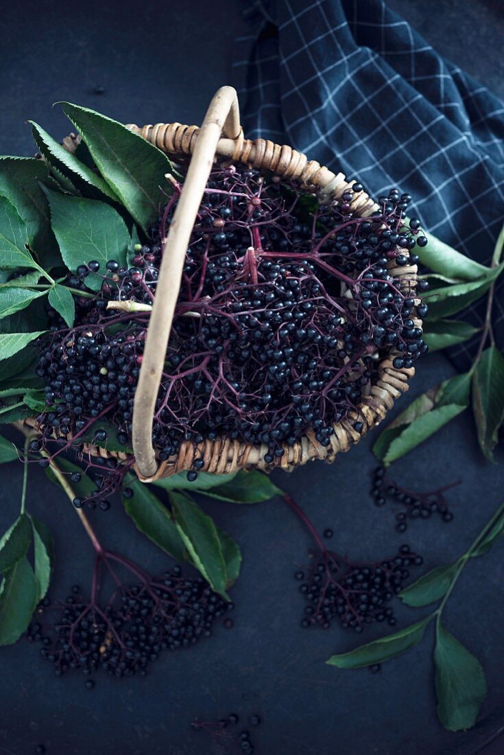 A basket of fresh black elderberries (Sambucus nigra)