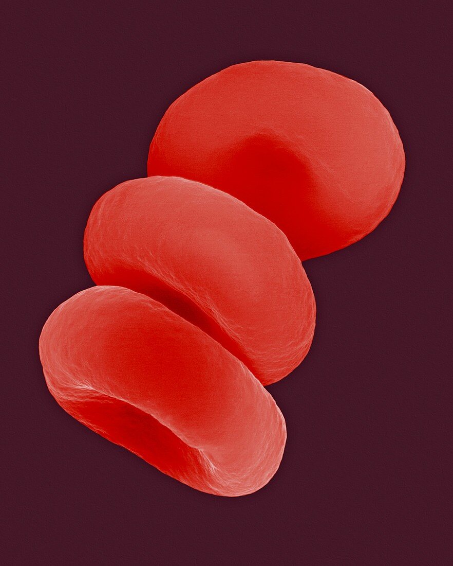 Red blood cells in the Rouleau formation, SEM