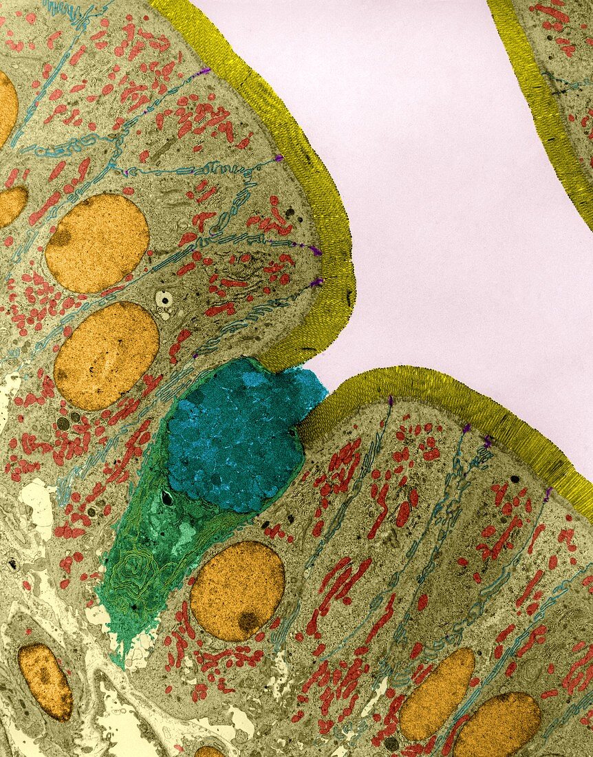 Goblet cell in mucosal lining of the small intestine, TEM