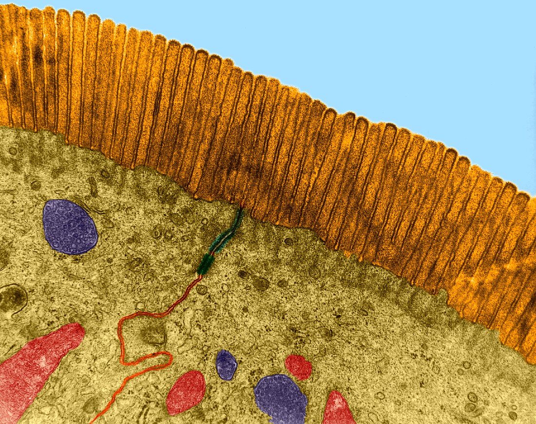 Microvilli of the small intestine, TEM