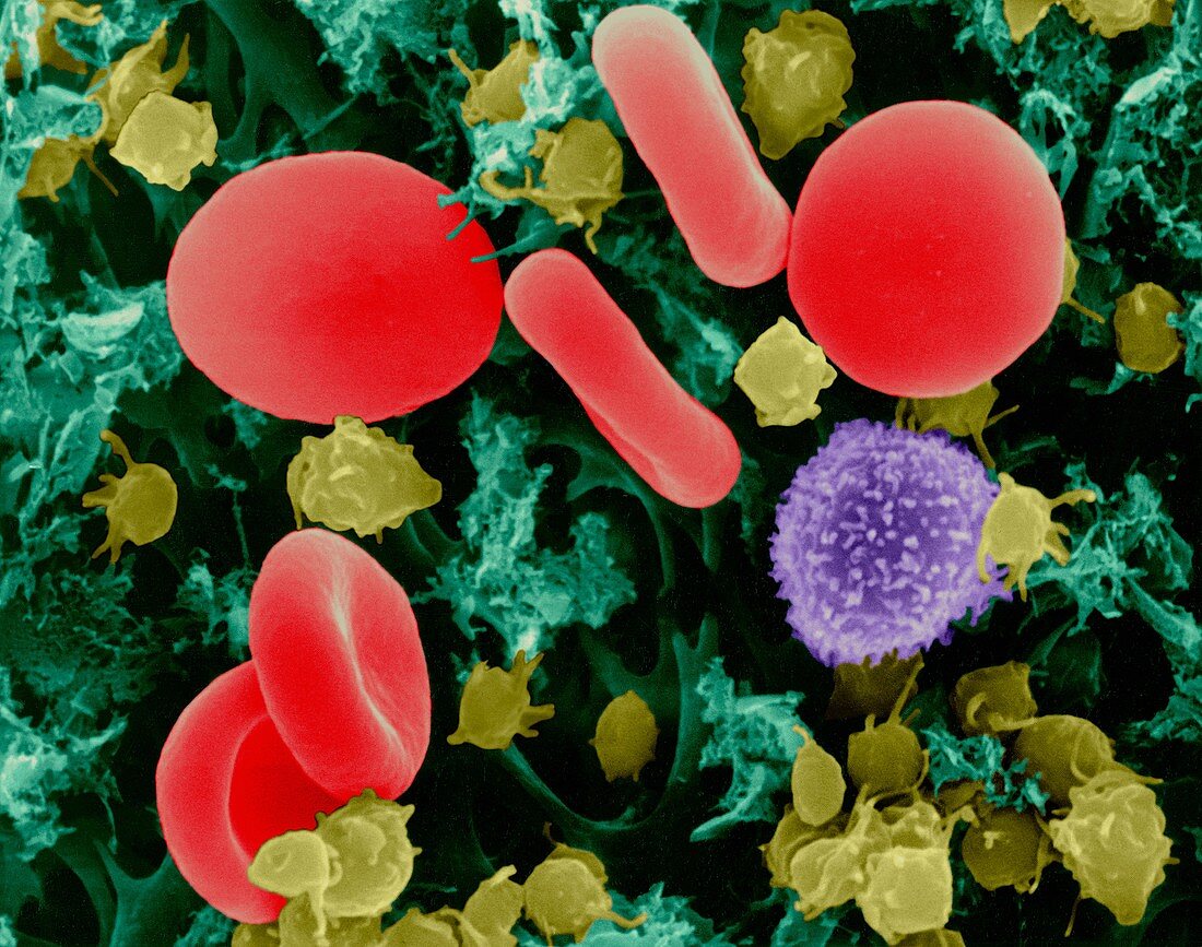 Red blood cells, T lymphocyte, platelets, SEM