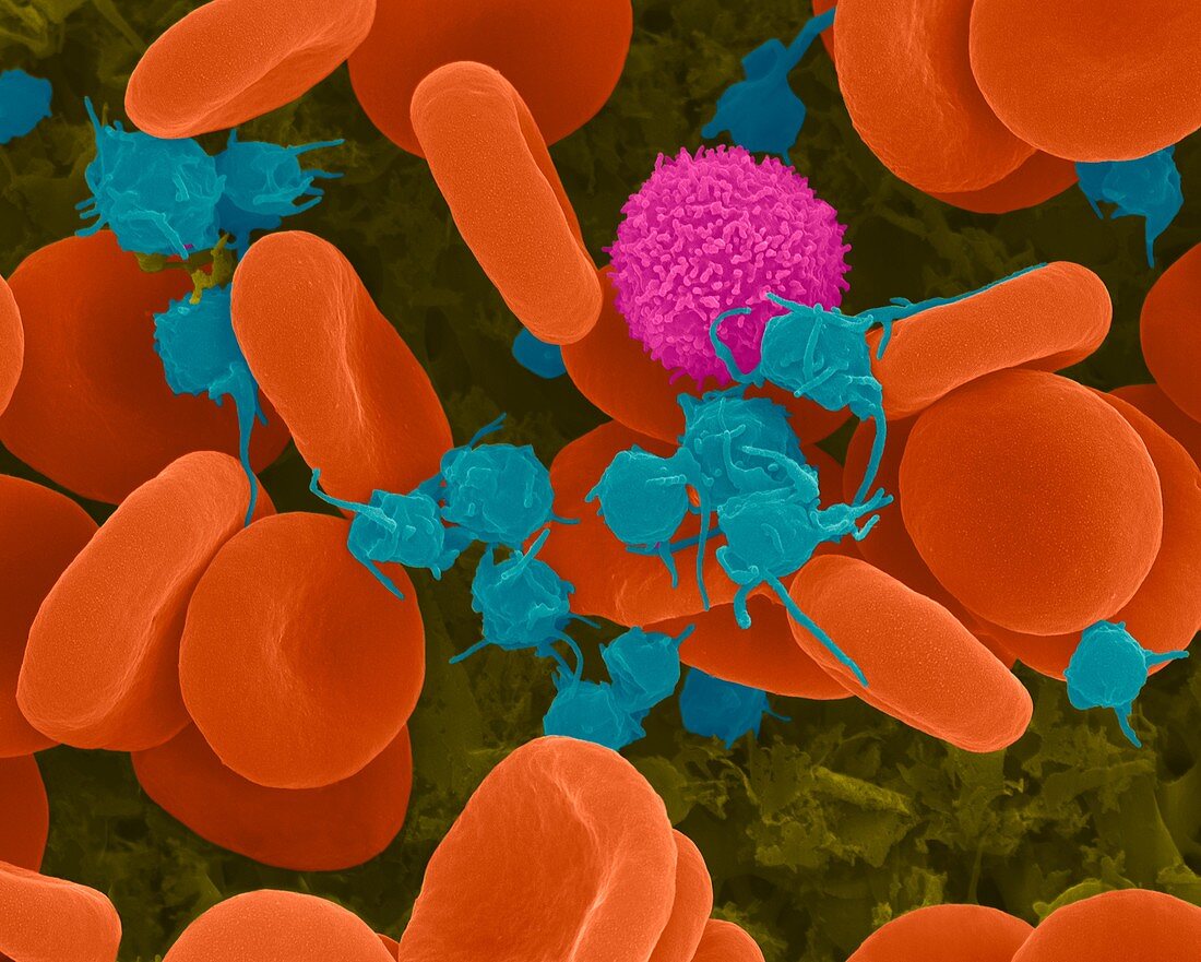 Red blood cells, T lymphocyte and activated platelets, SEM