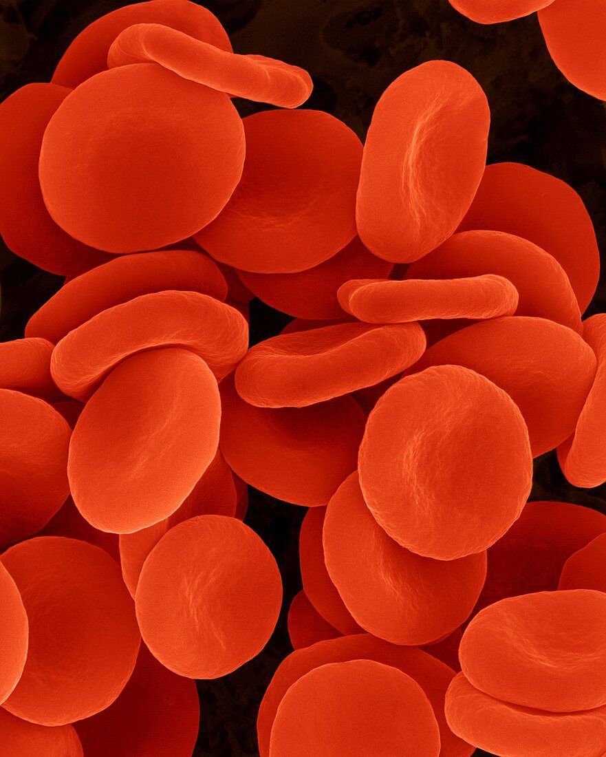 Red blood cells in isotonic solution, SEM