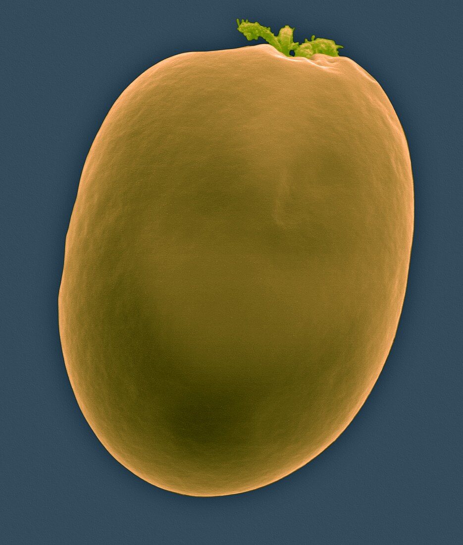 Green alga (Tetraselmis sp.), SEM