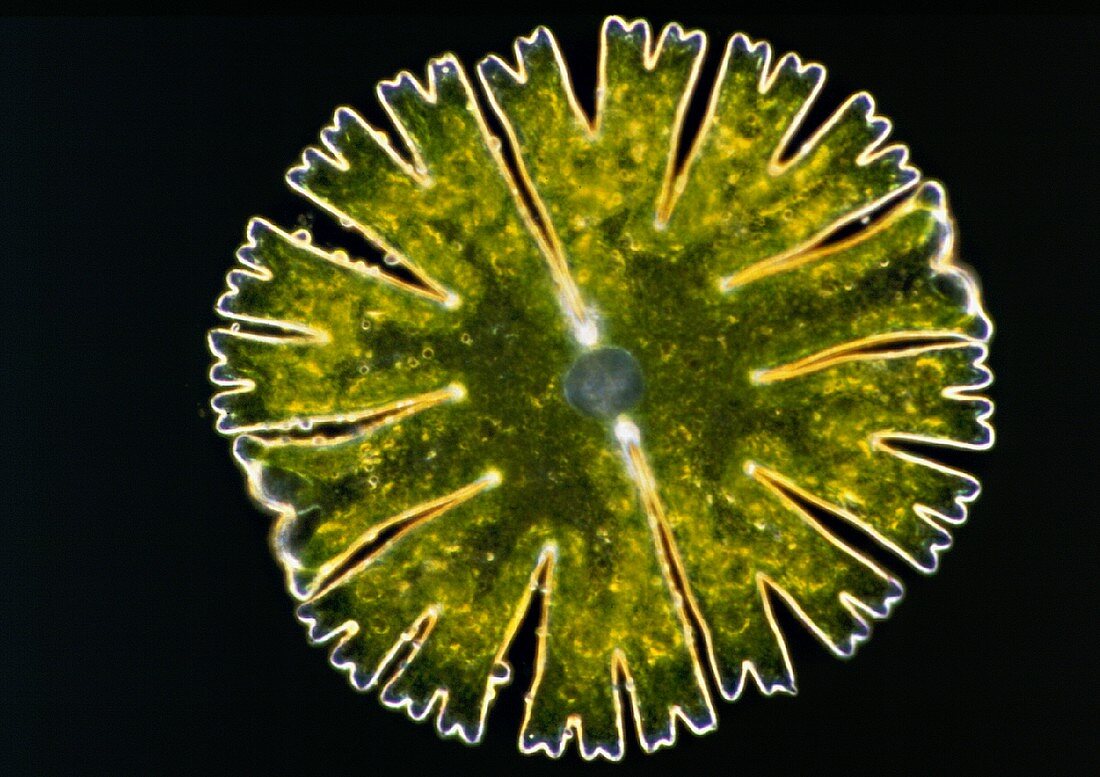 Green alga, desmid (Micrasterias sp.), LM