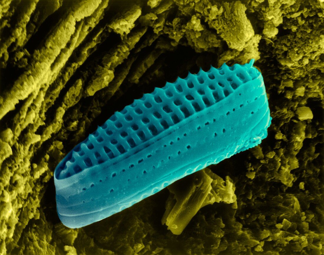 Diatom frustule (pennate), SEM