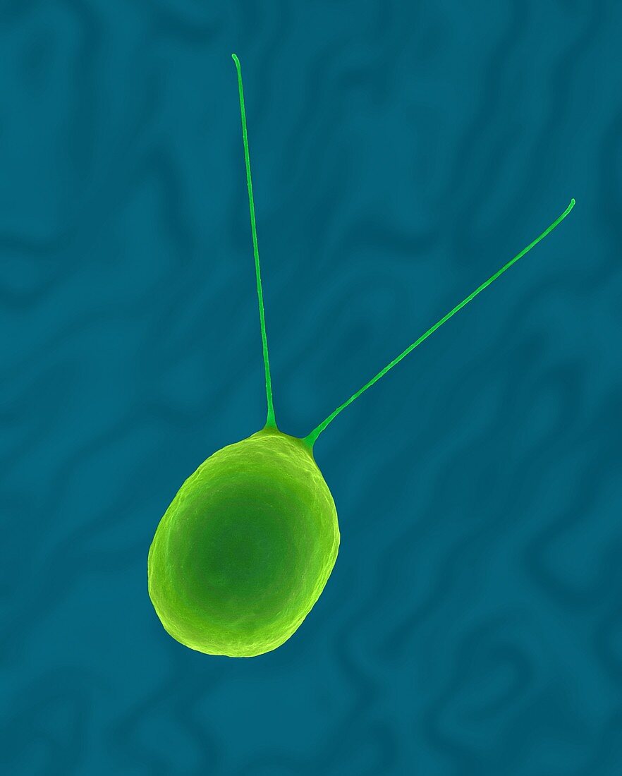 Green alga (Haematococcus pluvialis), SEM