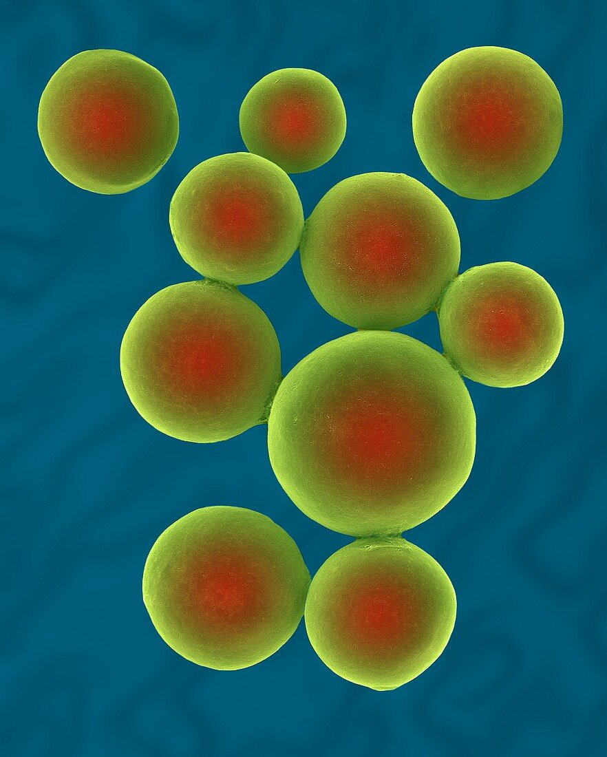 Green alga cyst (Haematococcus pluvialis), SEM