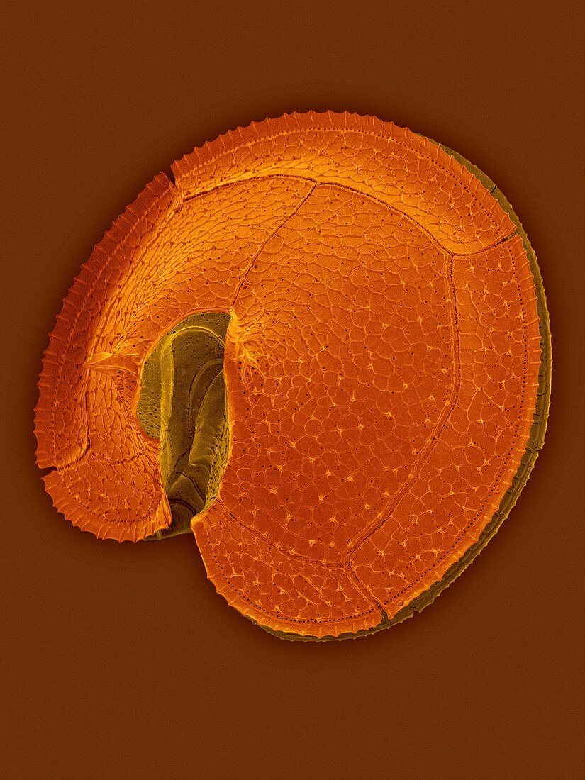 Heterotrophic dinoflagellate Protoperidinium sp., SEM