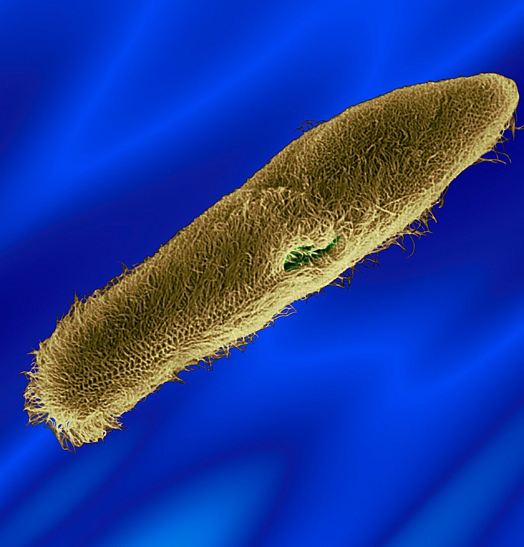 Protozoan (Paramecium sp.), SEM