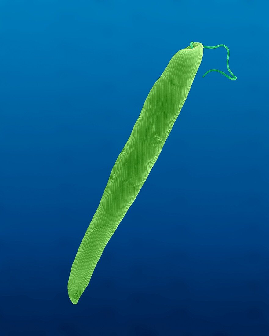 Euglena gracilis, fresh water green alga, SEM