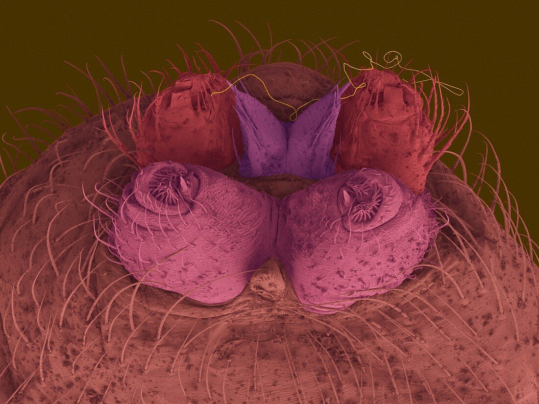 Female northern black widow spinnerets, SEM