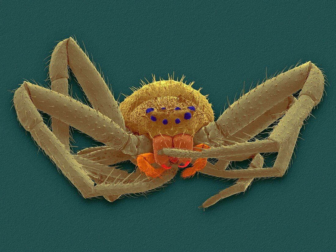 Crab spider (Misumena vatia), SEM
