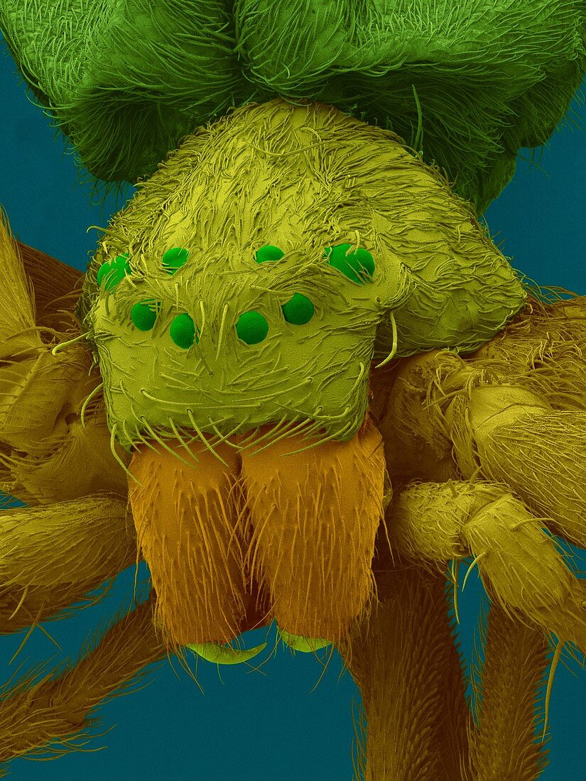 Diving bell spider (Argyroneta aquatica), SEM