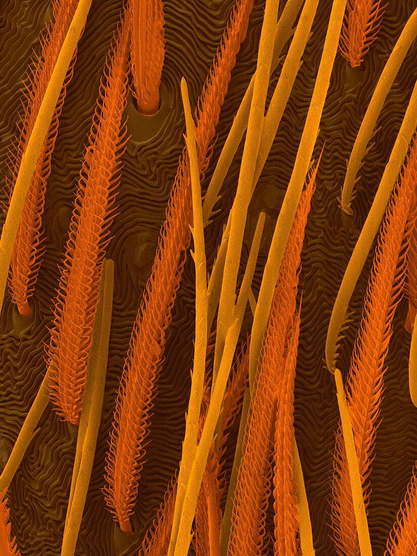 Wolf spider abdomen hairs, SEM