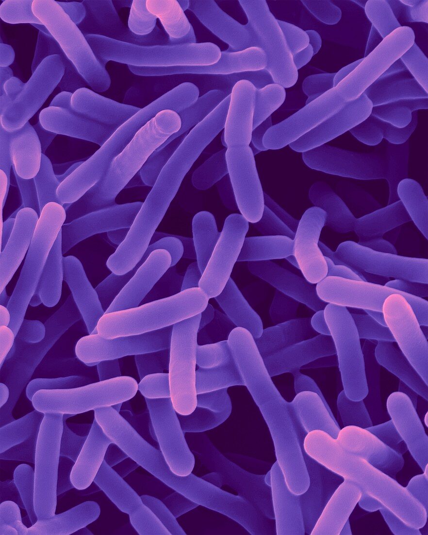 Bifidobacterium animalis, probiotic bacterium, SEM
