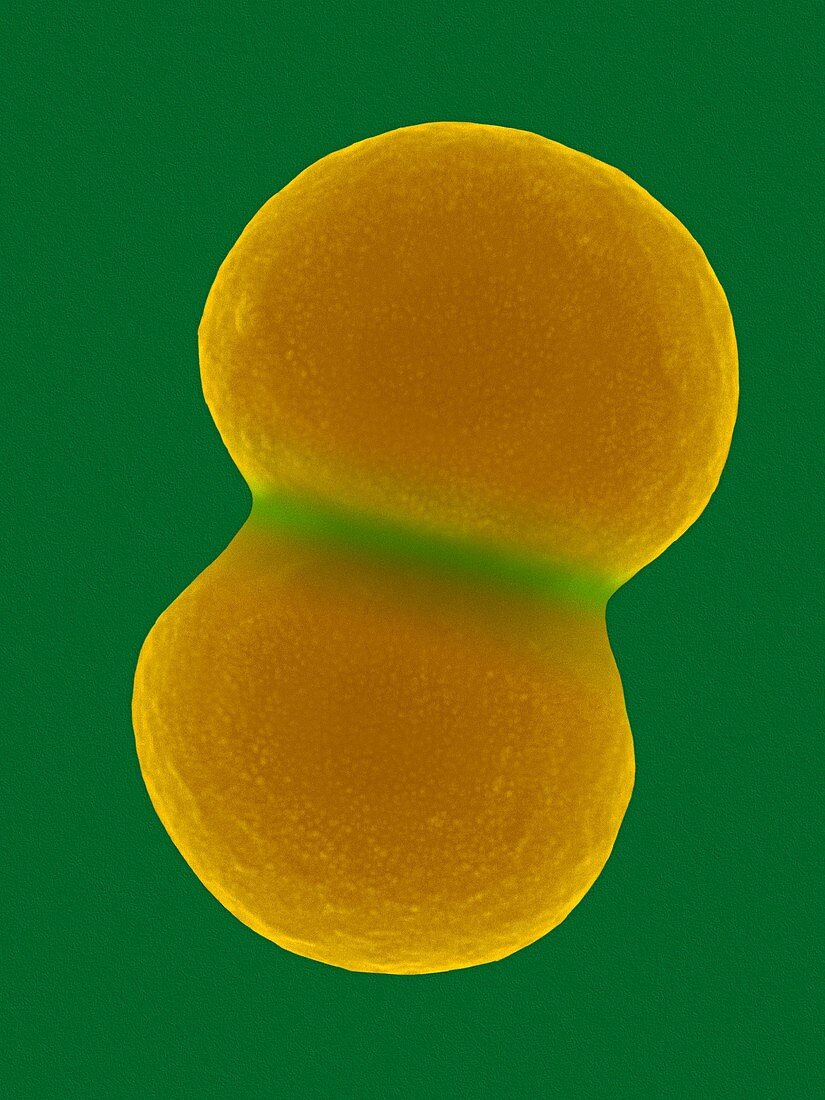 Staphylococcus aureus, SEM