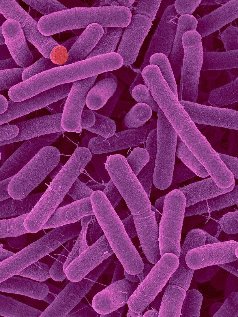 Bacillus atrophaeus, bioindicator bacterium, SEM