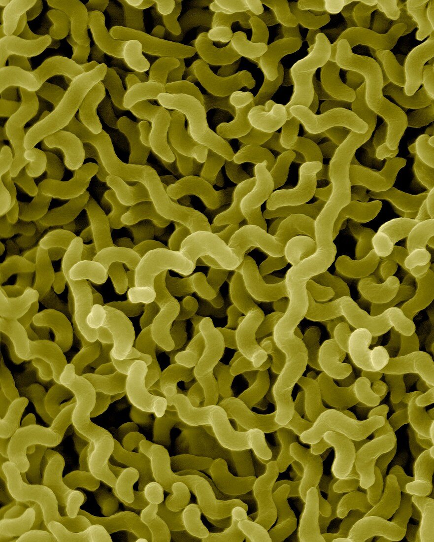 Campylobacter jejuni, prokaryote, SEM