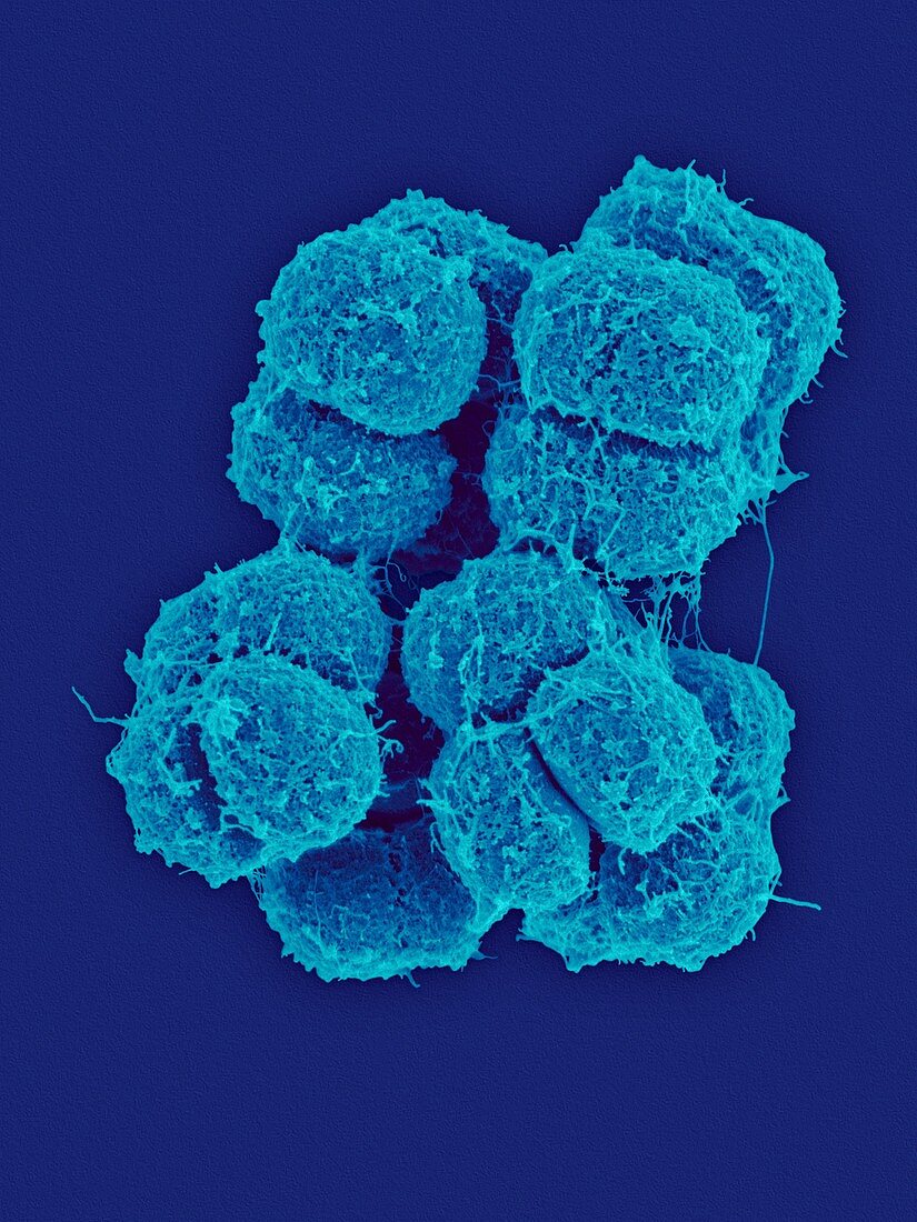 Micrococcus antarcticus, bacterium, SEM