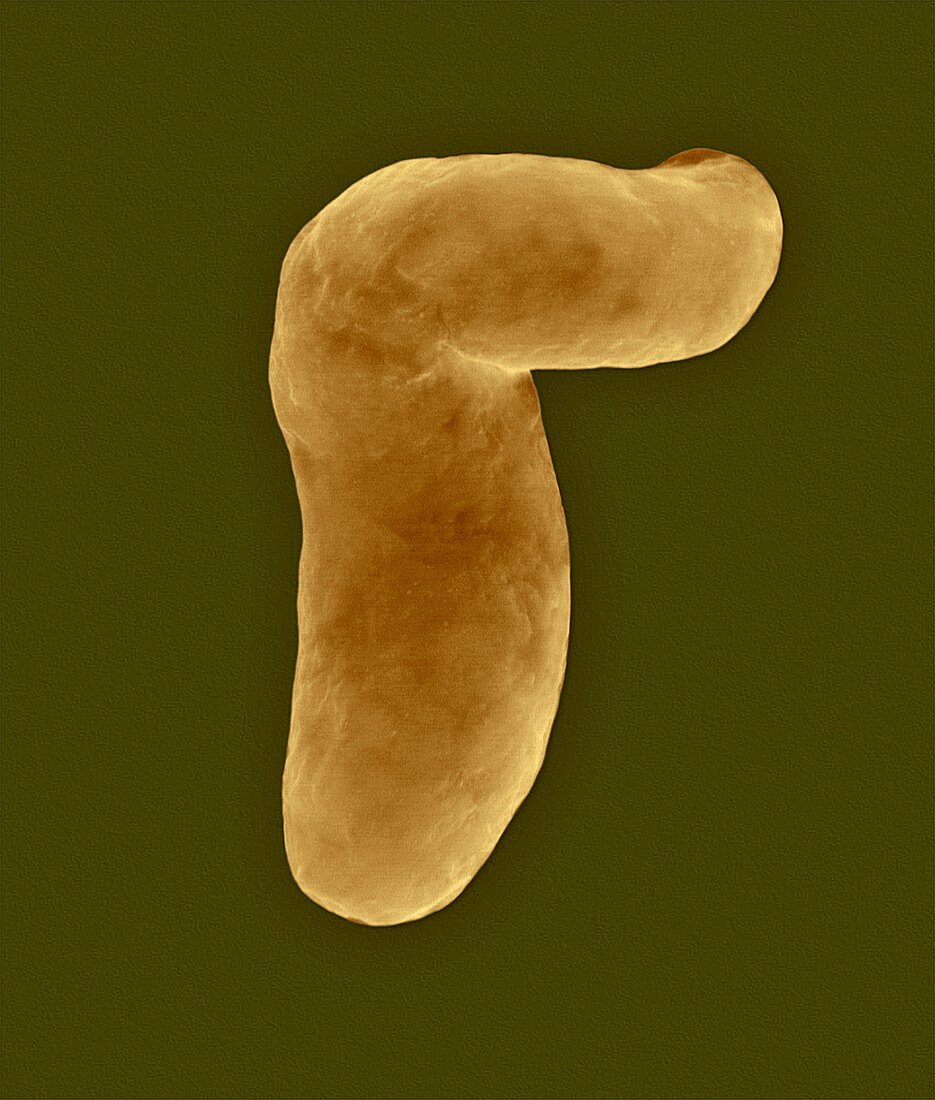 Vibrio vulnificus, curved rod prokaryote, SEM