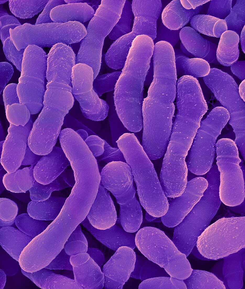 Corynebacterium tuberculostearicum, SEM