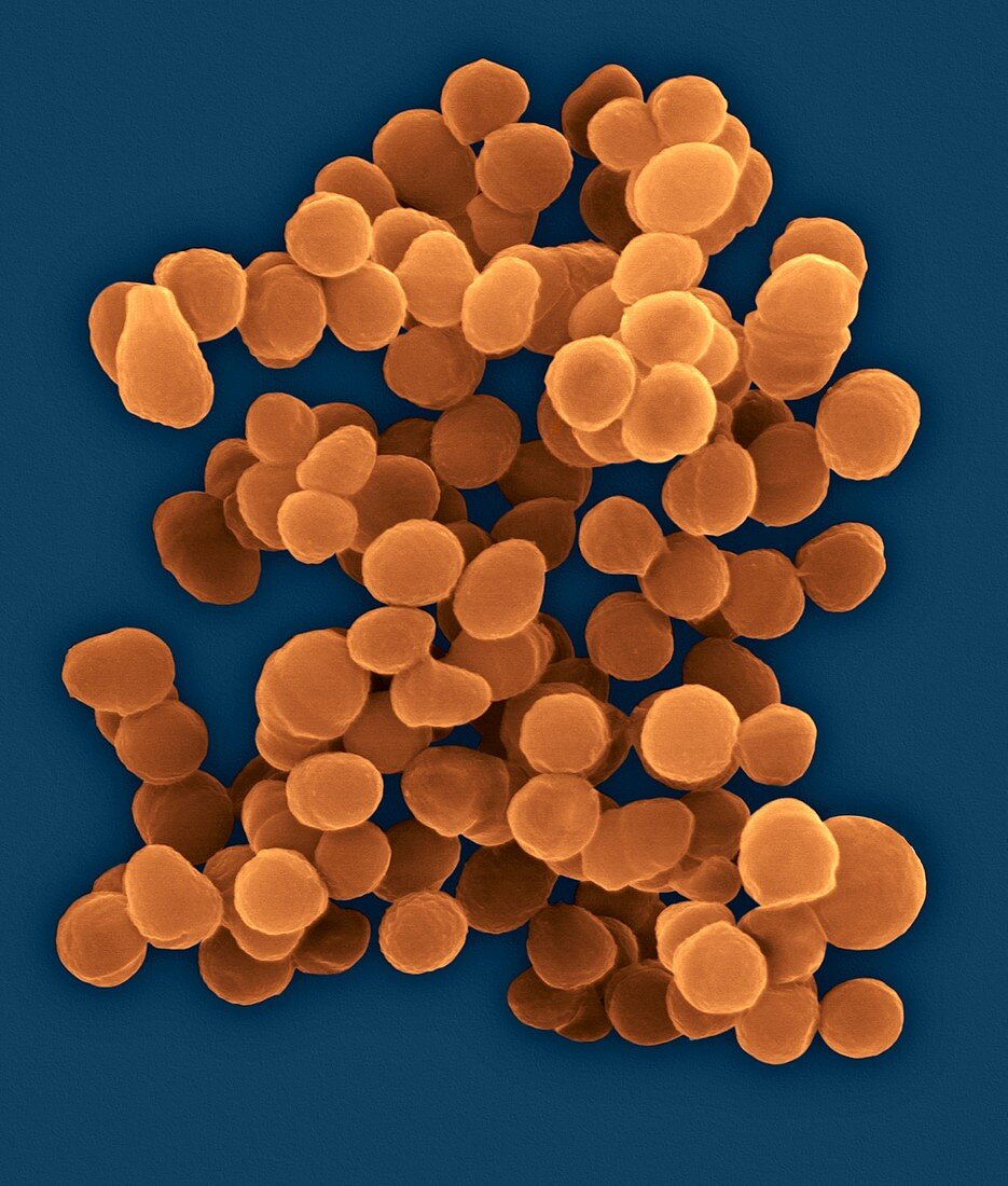 Aerococcus urinaeequi, coccoid, prokaryote, SEM