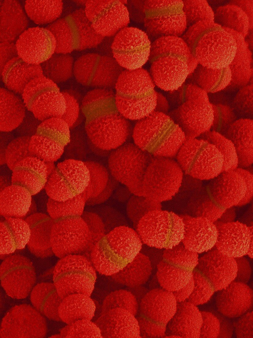 Streptococcus salivarius, SEM