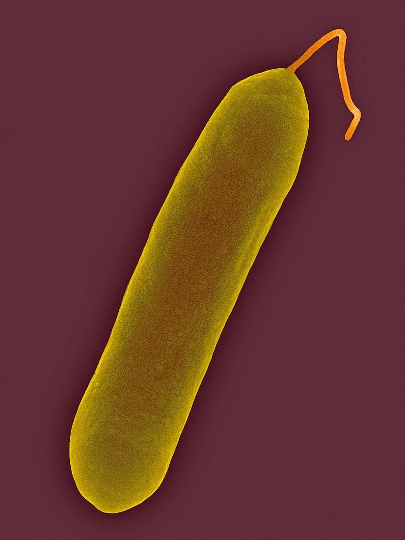Salmonella enteritidis, bacterium, SEM