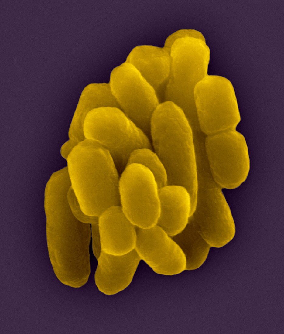 Serratia marcescens, Gram-negative prokaryote, SEM