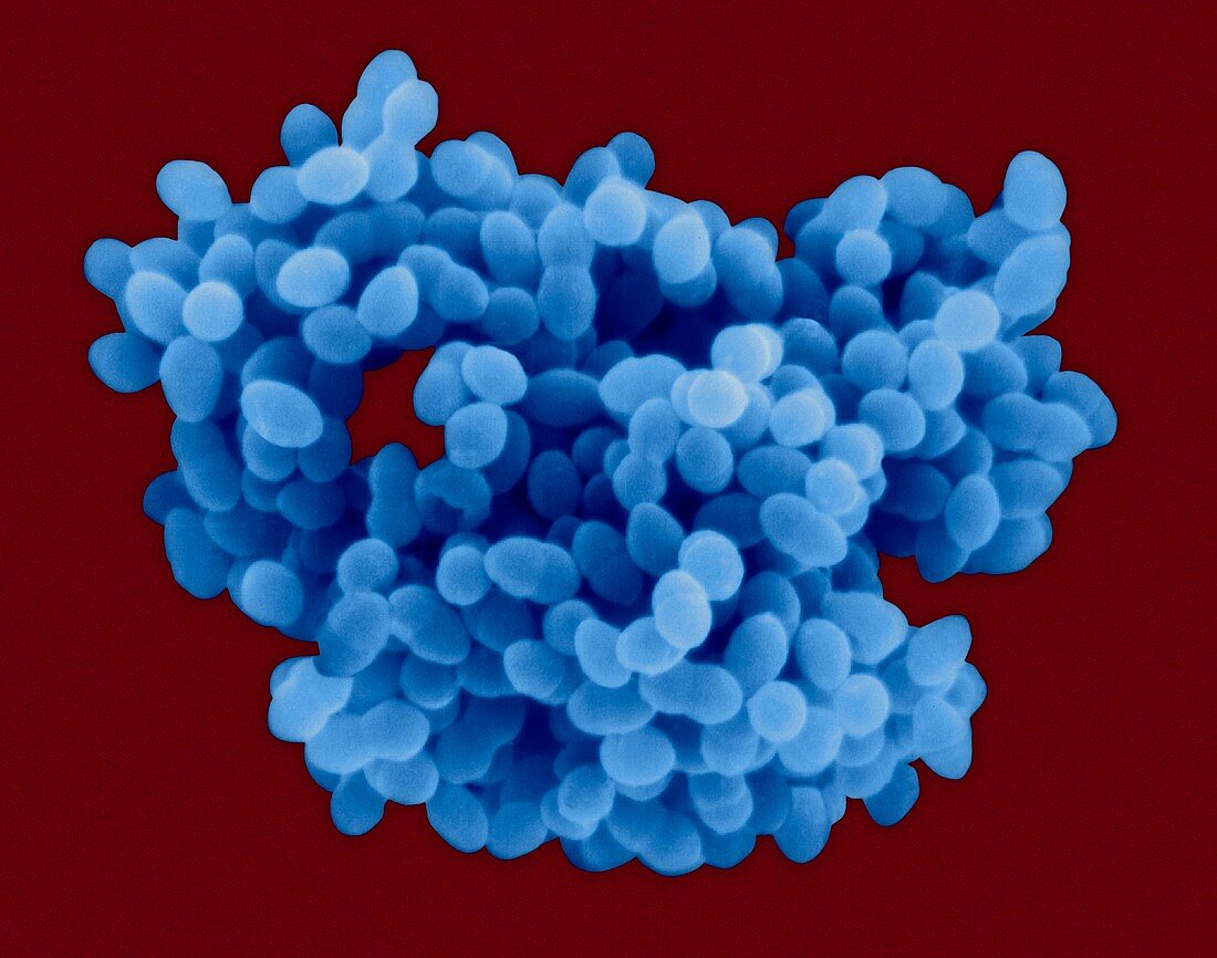 Enterococcus faecalis, coccus prokaryote, SEM