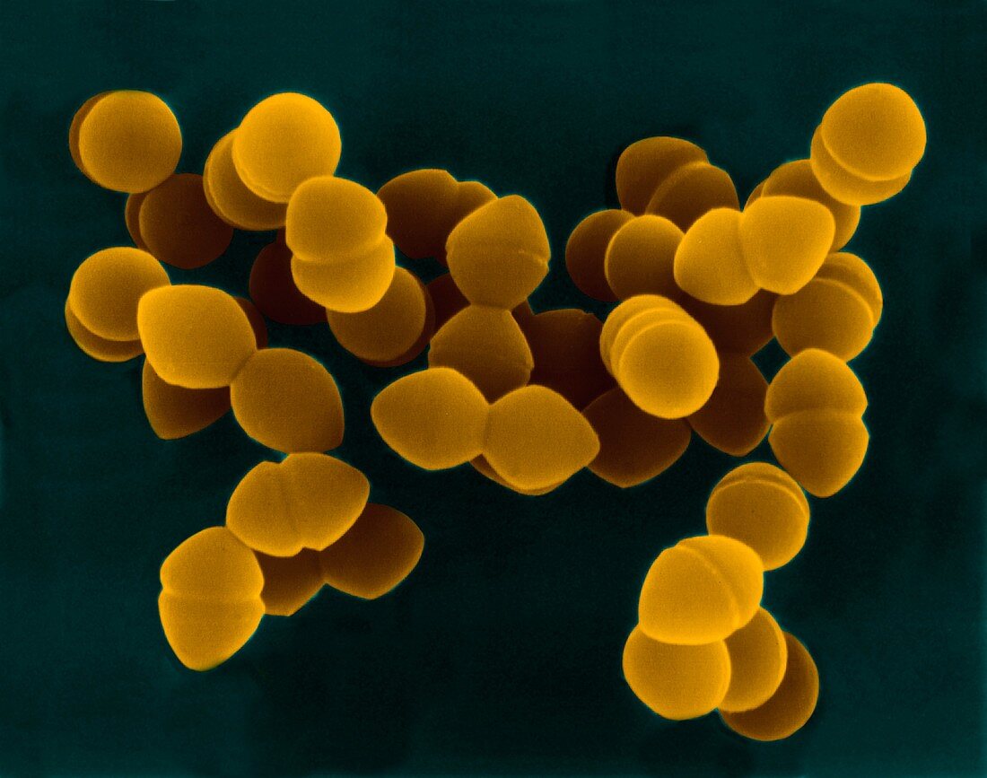 Enterococcus faecium, SEM