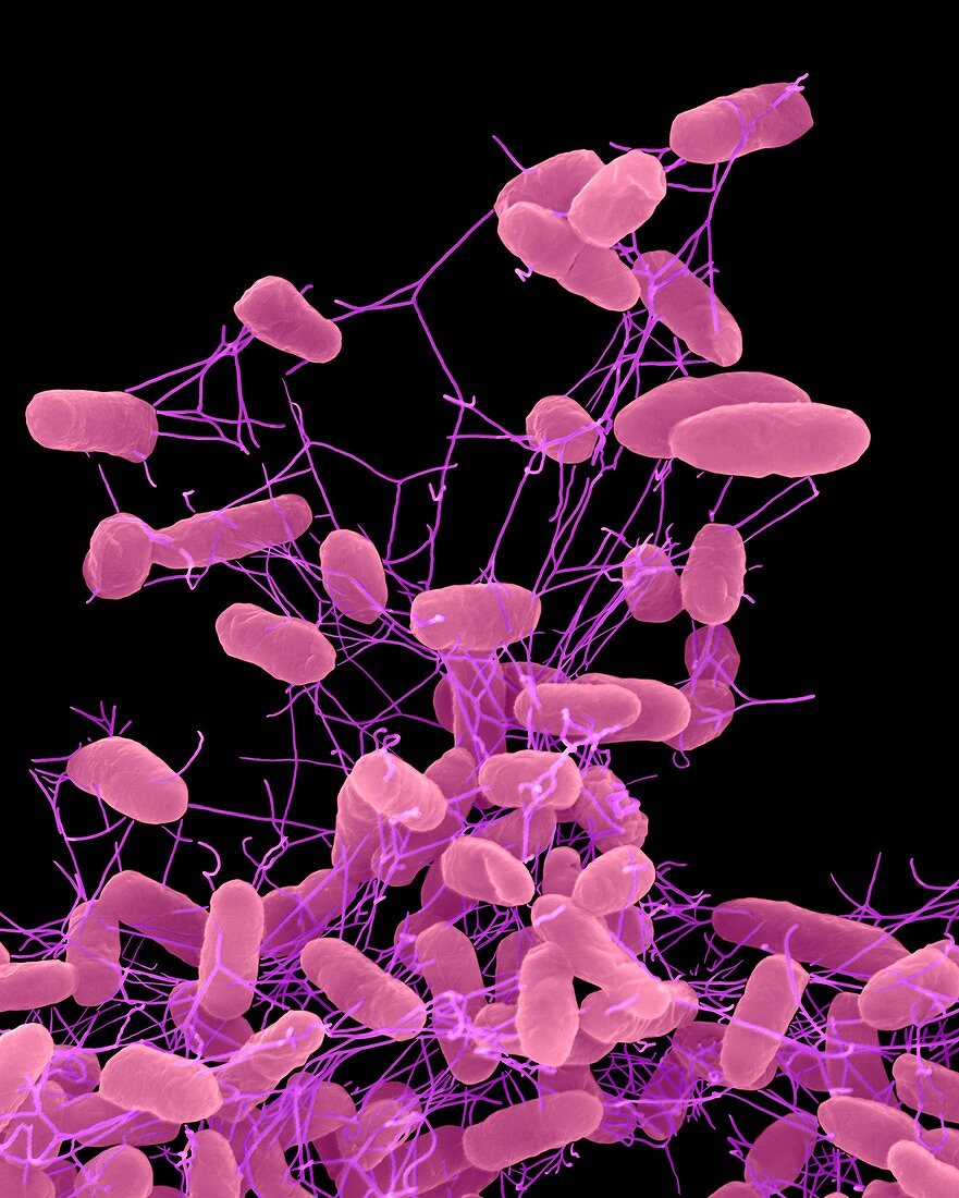 Salmonella enteritidis, bacterium, SEM