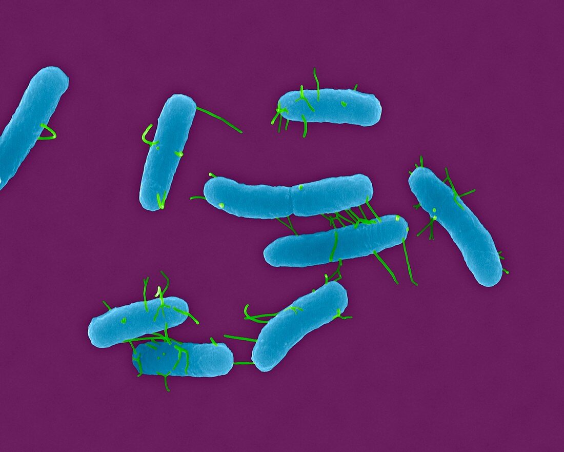 Salmonella typhimurium, bacterium, SEM