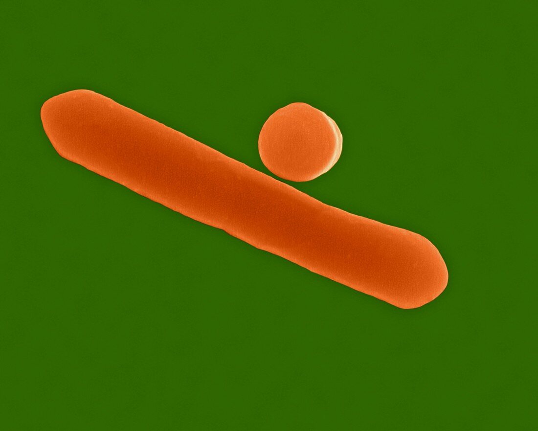 Clostridium botulinum, bacterium, SEM