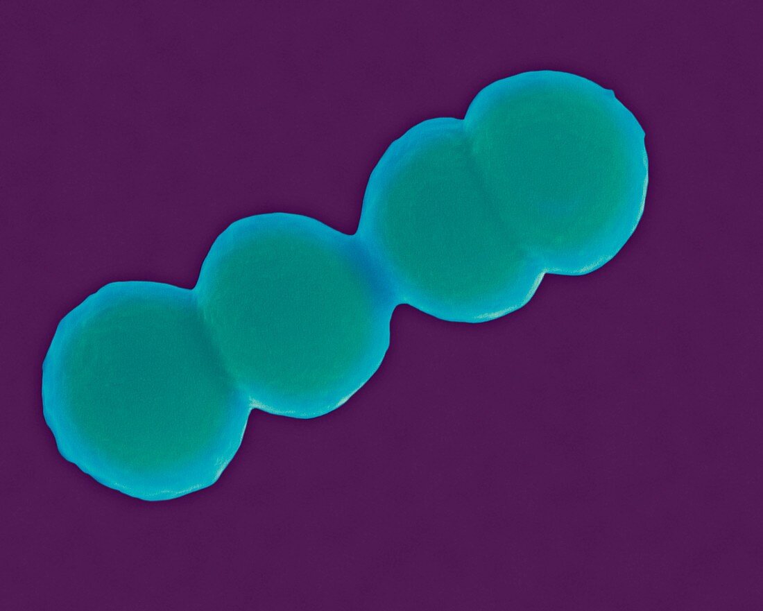 Streptococcus pyogenes, coccus prokaryote, SEM