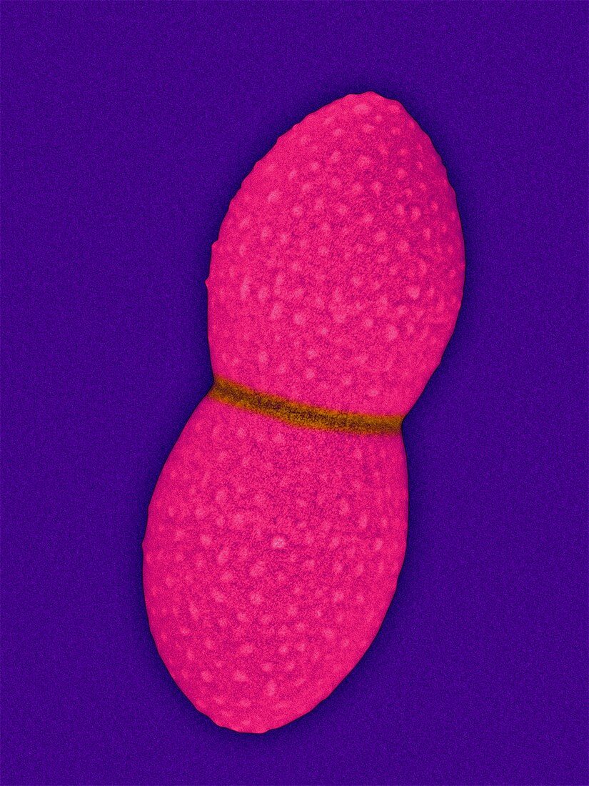 Enterococcus sp. coccus prokaryote, SEM