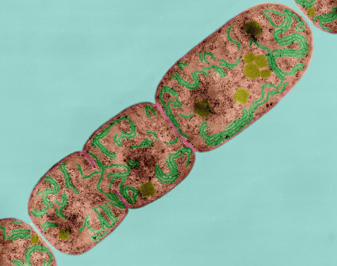 Cyanobacterium (Nostoc sp.), TEM
